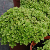 Origanum vulgare 'Thumble's Variety'