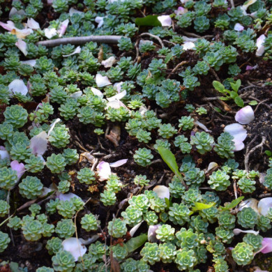 Sedum pachyclados