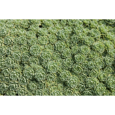 Sedum pachyclados