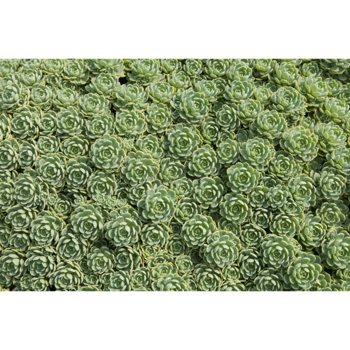 Sedum pachyclados