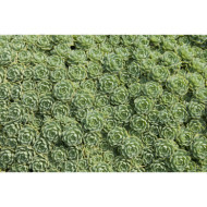 Sedum pachyclados