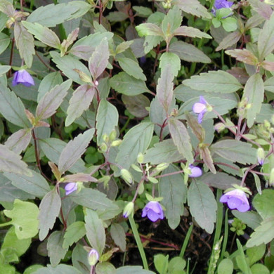 Veronica umbrosa 'Georgia Blue'