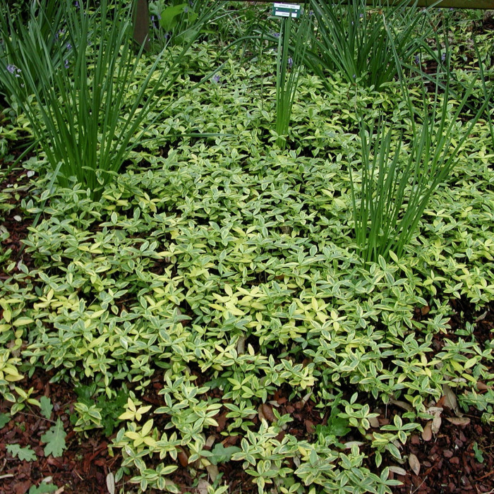 Vinca minor 'Argenteovariegata'