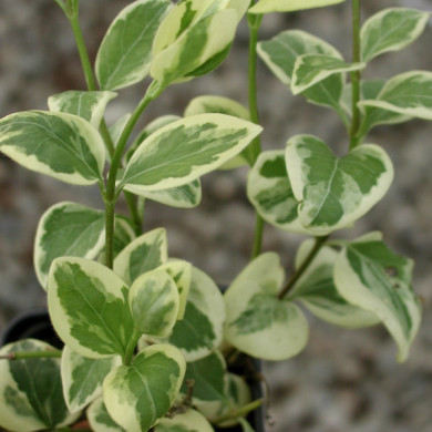Vinca minor 'Argenteovariegata'