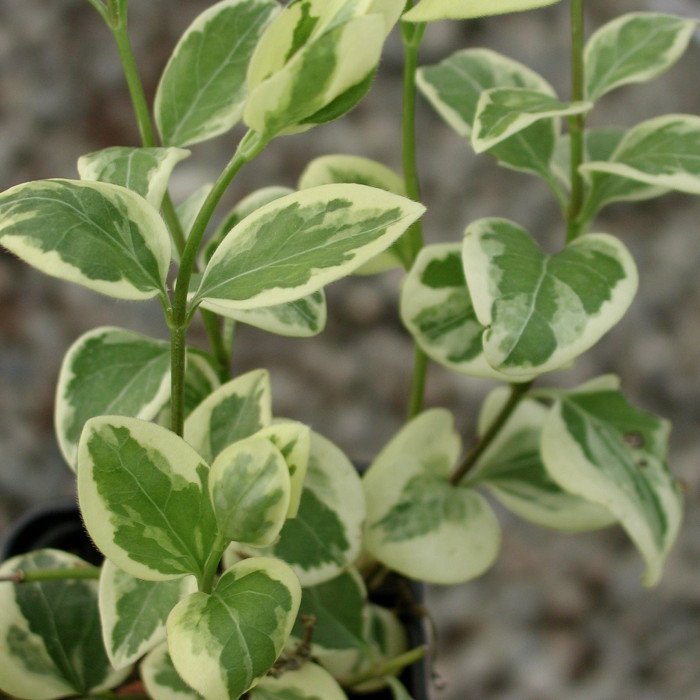 Vinca minor 'Argenteovariegata'