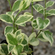 Vinca minor 'Argenteovariegata'