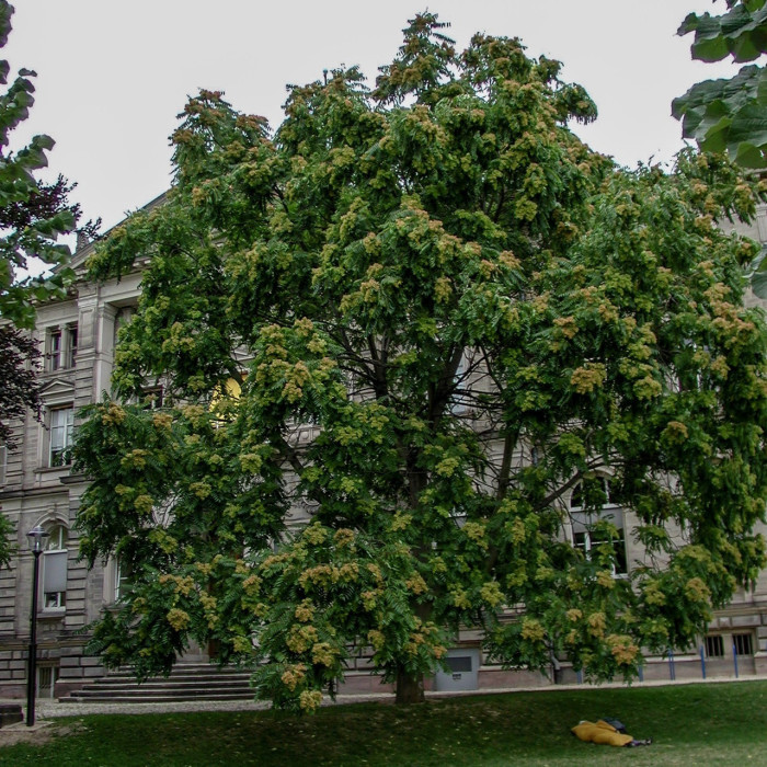 Ailanthus altissima