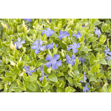 Vinca minor 'Argenteovariegata'