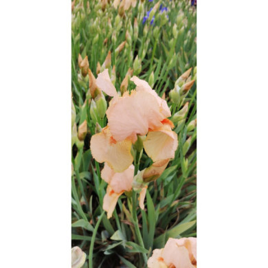 Iris 'Mme François Debat'