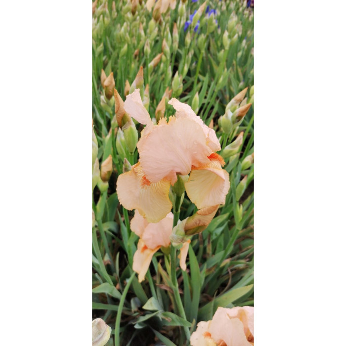 Iris 'Mme François Debat'