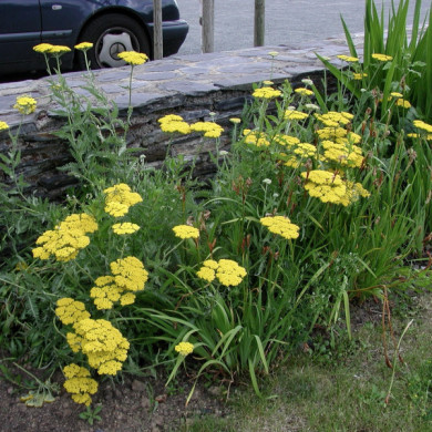 Achillea 'Moonshine'
