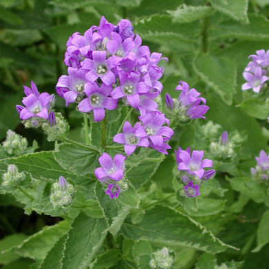 Campanula lactiflora 'Prichard's Variety'