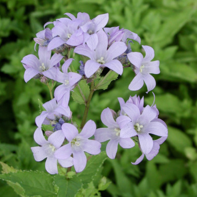 Campanula lactiflora 'Prichard's Variety'