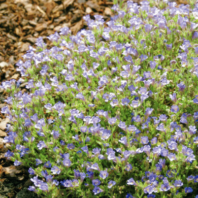 Chaenorhinum origanifolium 'Blue Dream'