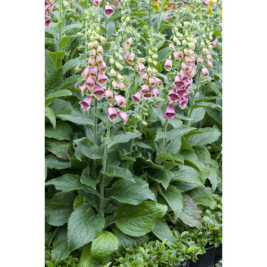 Digitalis 'Mertonensis'