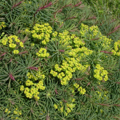 Euphorbia cyparissias 'Clarice Howard'