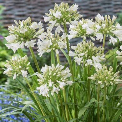 Agapanthus 'Polar Ice'