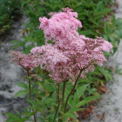 Filipendula rubra 'Venusta'