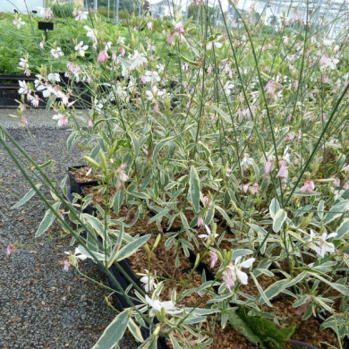 Gaura lindheimeri 'Corrie's Gold'