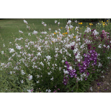 Gaura lindheimeri 'Short Form'