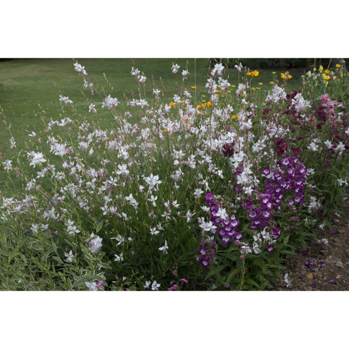 Gaura lindheimeri 'Short Form'