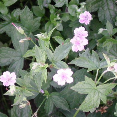 Geranium nodosum