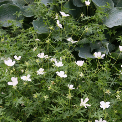 Geranium sanguineum 'Album'