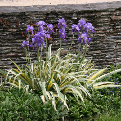 Iris pallida 'Argentea Variegata'
