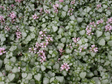 Lamium maculatum 'Pink Pewter'