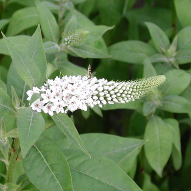 Lysimachia clethroides