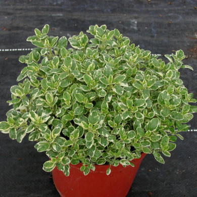 Origanum vulgare 'Country Cream'