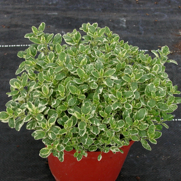 Origanum vulgare 'Country Cream'