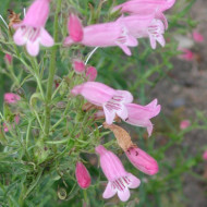 Penstemon 'Evelyn'