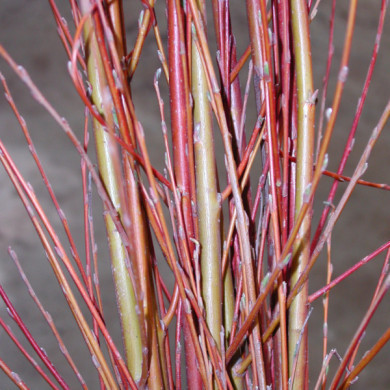 Salix alba 'Chermesina'