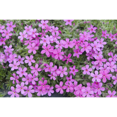 Phlox 'Crackerjack'