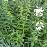Phlox maculata 'Omega'