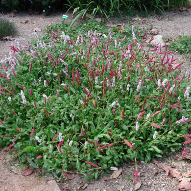 Persicaria affinis 'Darjeeling Red'