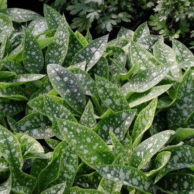 Pulmonaria saccharata 'Mrs Moon'
