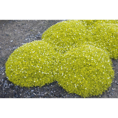 Sagina subulata 'Aurea'