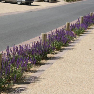 Salvia nemorosa 'Ostfriesland'