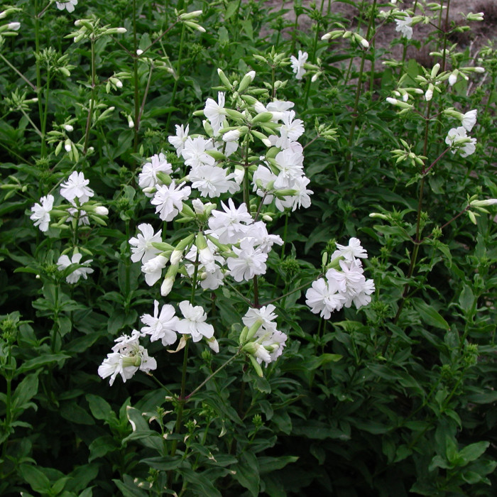 Saponaria officinalis 'Alba Plena'