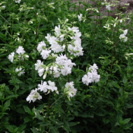 Saponaria officinalis 'Alba Plena'