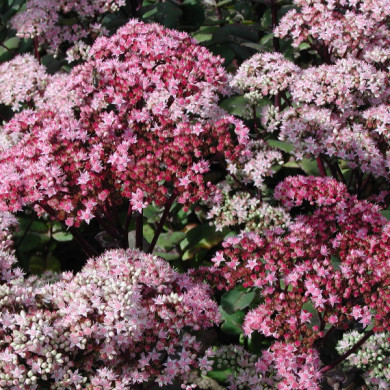 Sedum 'Matrona'