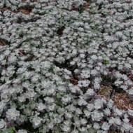 Sedum spathulifolium 'Purpureum'