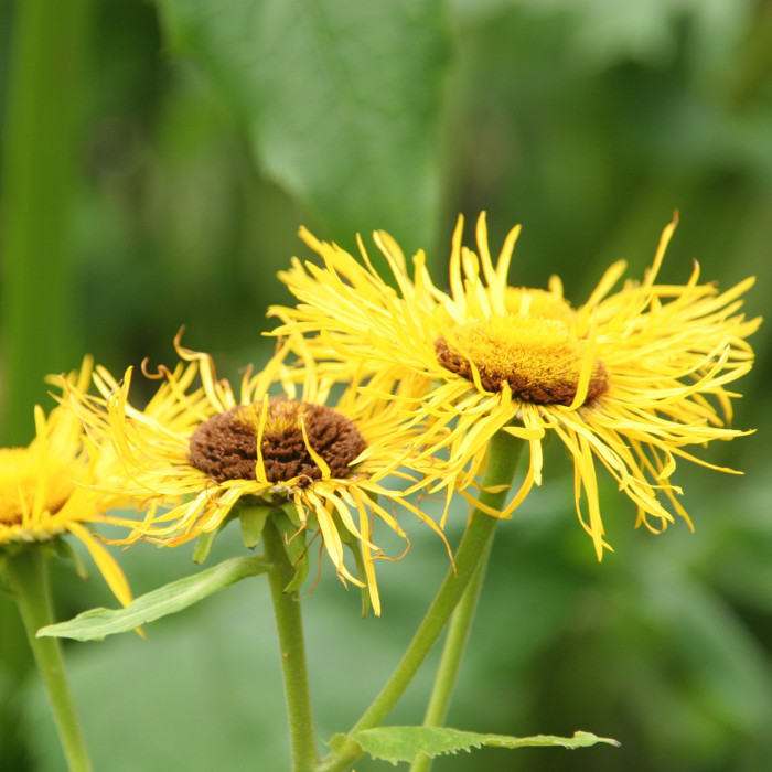 Telekia speciosa
