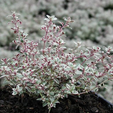Thymus x citriodorus 'Silver Queen'