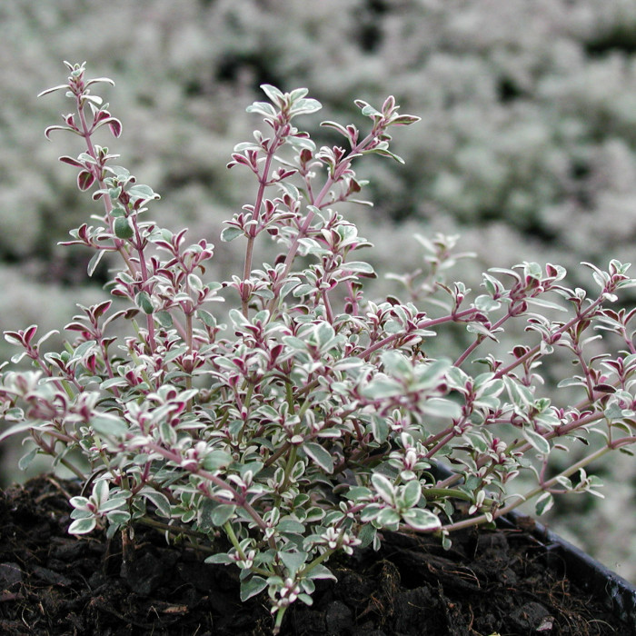 Thymus x citriodorus 'Silver Queen'