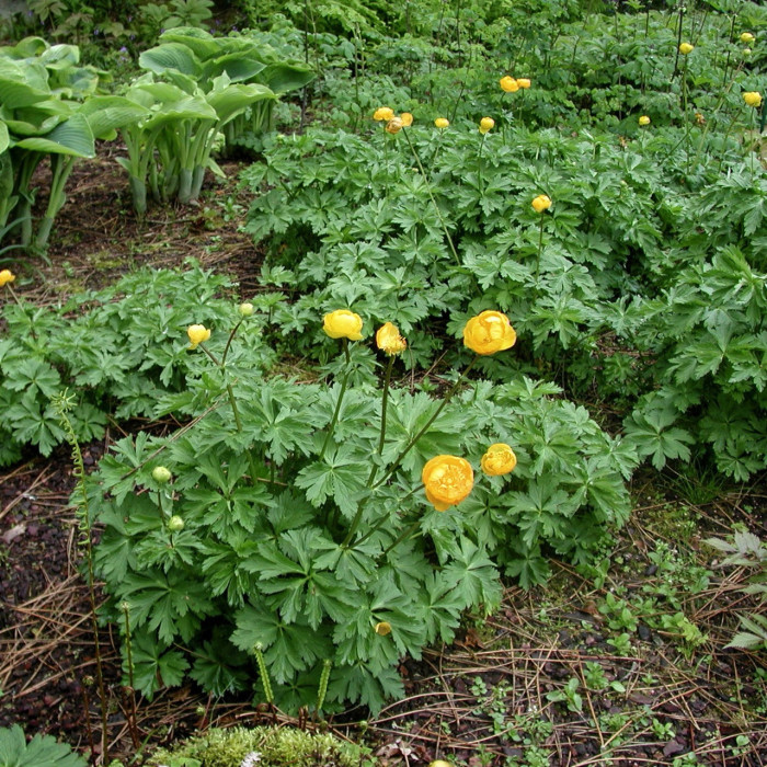 Trollius chinensis 'Golden Queen'