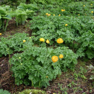 Trollius chinensis 'Golden Queen'