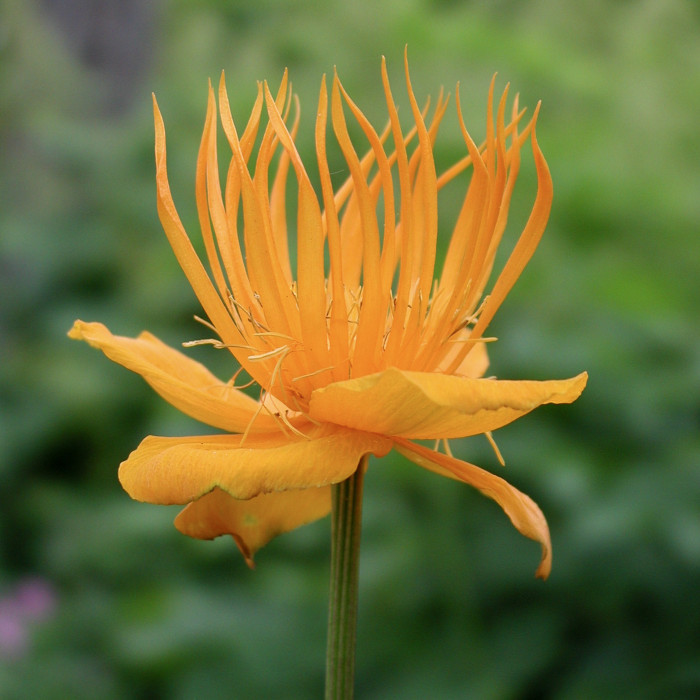 Trollius chinensis 'Golden Queen'